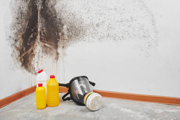 Best Black Mold Removal  in Staic, CA