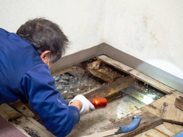 Best Black Mold Removal  in Staic, CA