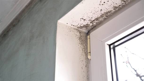 Best Mold Testing  in Staic, CA