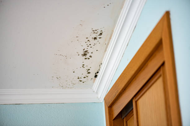 Attic Mold Removal in Castaic, CA