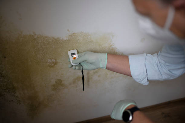 Best Commercial Mold Removal  in Staic, CA