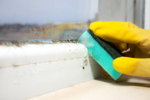 Best Attic Mold Removal  in Staic, CA