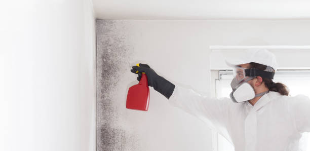 Trusted Castaic, CA Mold Removal Experts