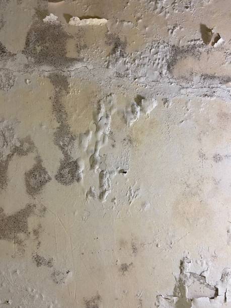 Best Mold Removal Specialists  in Staic, CA