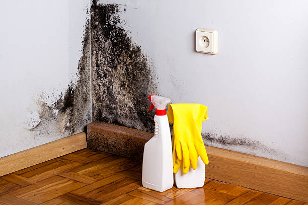 Best Attic Mold Removal  in Staic, CA