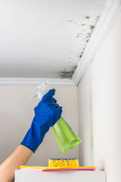 Best Same-Day Mold Removal  in Staic, CA