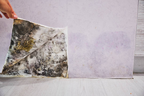 Best Mold Remediation  in Staic, CA